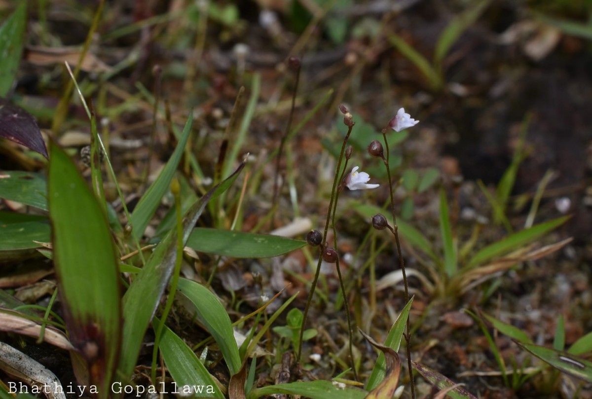 Utricularia caerulea L.